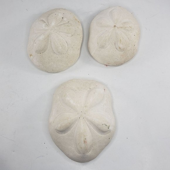 Large Sand Dollar Sea Biscuit Puffy 5" x 4" Vintage Natural Set of 3 - Picture 2 of 13
